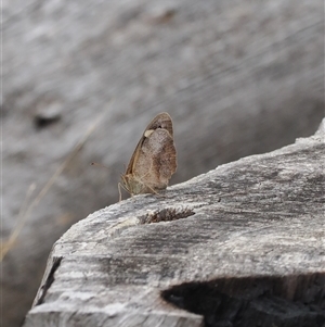 Heteronympha merope at Cotter River, ACT - 12 Feb 2025 03:33 PM