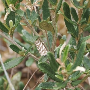 Technitis amoenana at Cotter River, ACT - 12 Feb 2025 03:23 PM