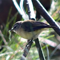 Acanthiza chrysorrhoa (Yellow-rumped Thornbill) at Forde, ACT - 15 Feb 2025 by Bigjim