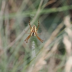 Plebs bradleyi (Enamelled spider) at Cotter River, ACT - 12 Feb 2025 by RAllen