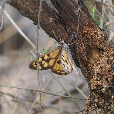 Geitoneura klugii (Marbled Xenica) at Cotter River, ACT - 12 Feb 2025 by RAllen