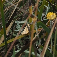 Chrysolarentia polyxantha (Yellow Carpet Moth) at Cotter River, ACT - 12 Feb 2025 by RAllen