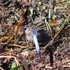 Orthetrum caledonicum (Blue Skimmer) at Forde, ACT - Today by Bigjim