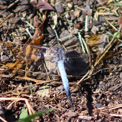 Orthetrum caledonicum (Blue Skimmer) at Forde, ACT - Today by Bigjim