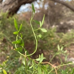 Clematis microphylla at Kingscote, SA - Today by JoshMulvaney