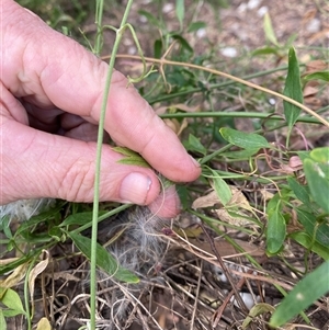 Clematis microphylla at Kingscote, SA - 15 Feb 2025 05:38 PM