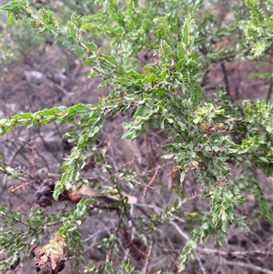 Acacia paradoxa at Kingscote, SA - 15 Feb 2025 05:39 PM