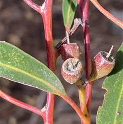 Eucalyptus odorata at Kingscote, SA - Today by JoshMulvaney