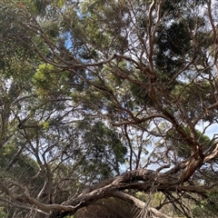 Eucalyptus oleosa at suppressed - suppressed