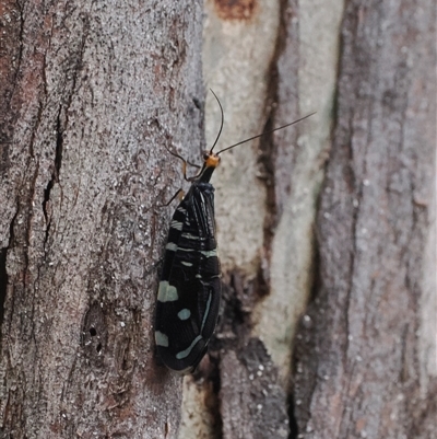 Porismus strigatus (Pied Lacewing) at Cotter River, ACT - 12 Feb 2025 by RAllen