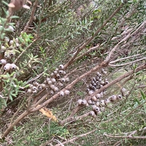 Melaleuca lanceolata at Kingscote, SA - 15 Feb 2025 05:57 PM