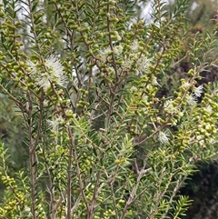 Melaleuca lanceolata at Kingscote, SA - 15 Feb 2025 05:57 PM