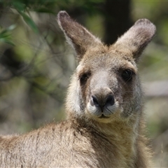 Macropus giganteus (Eastern Grey Kangaroo) at Fyshwick, ACT - 15 Feb 2025 by RodDeb