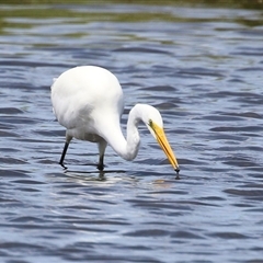 Ardea alba at Fyshwick, ACT - Today by RodDeb