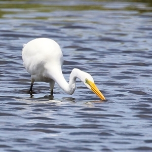 Ardea alba at Fyshwick, ACT - 15 Feb 2025 12:45 PM