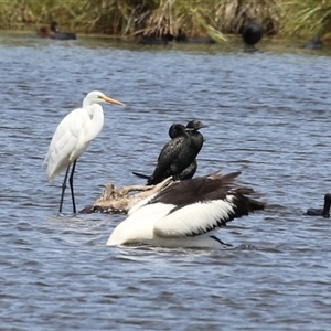 Ardea alba at Fyshwick, ACT - 15 Feb 2025 12:45 PM