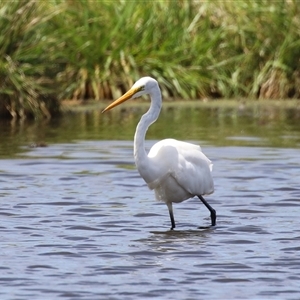 Ardea alba at Fyshwick, ACT - 15 Feb 2025 12:45 PM