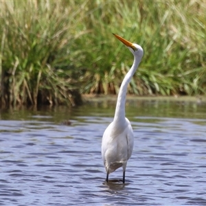 Ardea alba at Fyshwick, ACT - 15 Feb 2025 12:45 PM