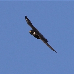 Falco peregrinus (Peregrine Falcon) at Fyshwick, ACT - 15 Feb 2025 by RodDeb