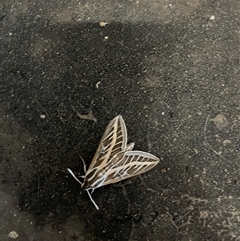 Hyles livornicoides (Australian Striped hawk Moth) at Belconnen, ACT - 15 Feb 2025 by Spar