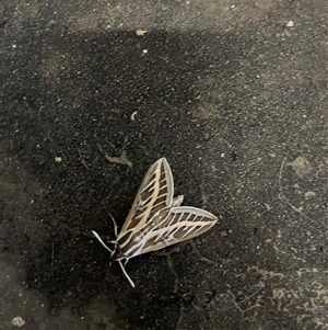 Hyles livornicoides at Belconnen, ACT - Yesterday 03:11 PM