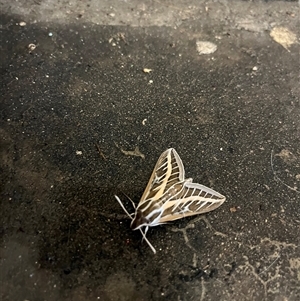 Hyles livornicoides at Belconnen, ACT - Yesterday 03:11 PM