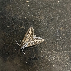 Hyles livornicoides at Belconnen, ACT - Yesterday 03:11 PM