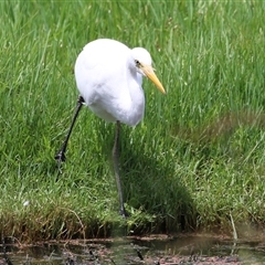 Ardea plumifera (Plumed Egret) at Fyshwick, ACT - 15 Feb 2025 by RodDeb