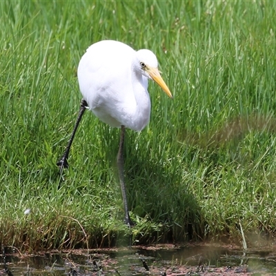 Ardea alba at Fyshwick, ACT - Today by RodDeb