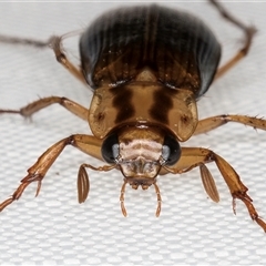 Telura sp. (genus) (A scarab beetle) at Melba, ACT - 5 Feb 2025 by kasiaaus