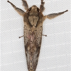 Elhamma australasiae (A Swift or Ghost moth (Hepialidae)) at Melba, ACT - 5 Feb 2025 by kasiaaus