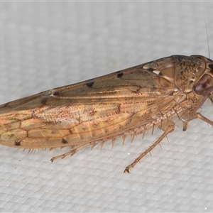 Deltocephalinae sp. (sub-family) at Melba, ACT - 5 Feb 2025 10:23 PM