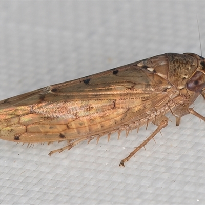 Deltocephalinae sp. (sub-family) (A leafhopper) at Melba, ACT - 5 Feb 2025 by kasiaaus