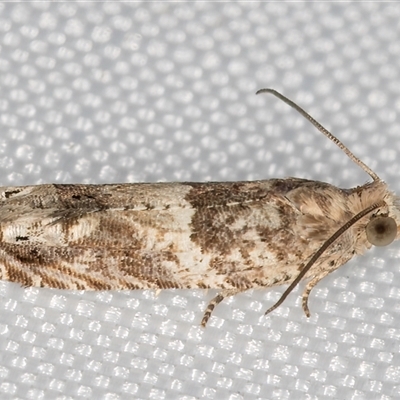 Crocidosema plebejana (Cotton Tipworm Moth) at Melba, ACT - 5 Feb 2025 by kasiaaus