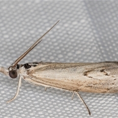 Culladia cuneiferellus (Crambinae moth) at Melba, ACT - 5 Feb 2025 by kasiaaus