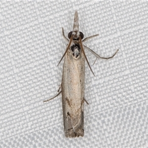 Culladia cuneiferellus at Melba, ACT - 5 Feb 2025 10:27 PM