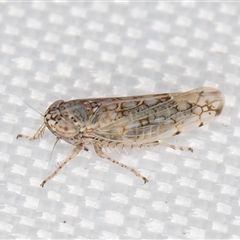 Orosius argentatus (A leafhopper) at Melba, ACT - 5 Feb 2025 by kasiaaus