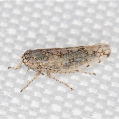 Orosius argentatus (A leafhopper) at Melba, ACT - 5 Feb 2025 by kasiaaus