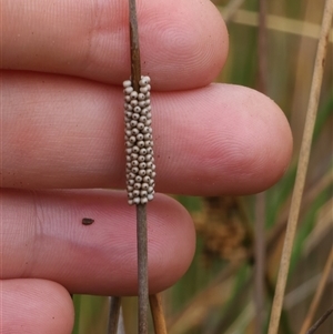 Unidentified Other insect at Shannons Flat, NSW - 14 Feb 2025 by JediNME