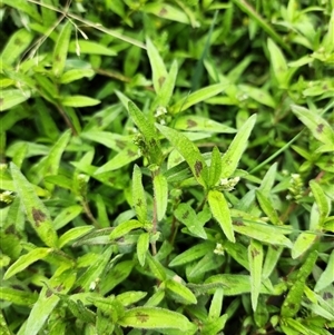 Persicaria prostrata at Shannons Flat, NSW - 14 Feb 2025 02:35 PM