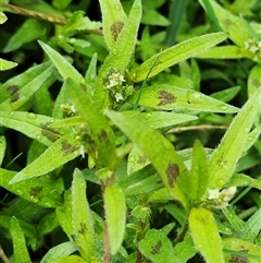 Persicaria prostrata at Shannons Flat, NSW - 14 Feb 2025 02:35 PM