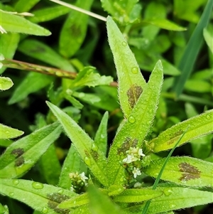 Persicaria prostrata at Shannons Flat, NSW - 14 Feb 2025 02:35 PM