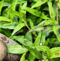 Persicaria prostrata at Shannons Flat, NSW - 14 Feb 2025 02:35 PM