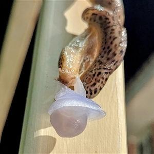 Limax maximus at Kambah, ACT - suppressed