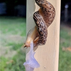 Limax maximus at Kambah, ACT - suppressed