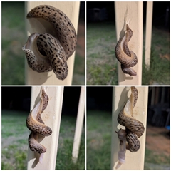 Limax maximus at Kambah, ACT - suppressed