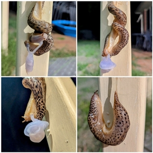 Limax maximus at Kambah, ACT - suppressed