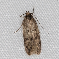 Hofmannophila pseudospretella (Brown House Moth) at Melba, ACT - 5 Feb 2025 by kasiaaus