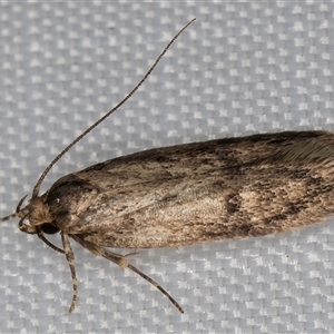 Hofmannophila pseudospretella at Melba, ACT - 5 Feb 2025 10:30 PM