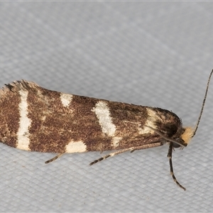 Lepidoscia confluens at Melba, ACT - 5 Feb 2025 11:38 PM